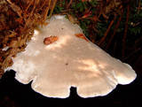 Oligoporus obductus image