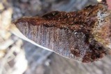 Ganoderma lobatum image