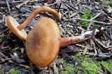 Rhodocybe nitellina image