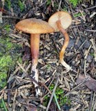 Rhodocybe nitellina image