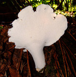 Oligoporus obductus image