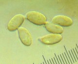 Rhodocybe nitellina image