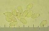 Rhodocybe nitellina image