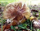 Amanita flavorubens image