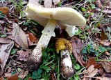 Amanita flavorubens image