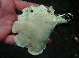 Oligoporus obductus image