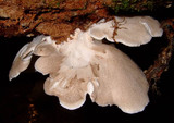 Oligoporus obductus image
