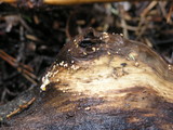 Dasyscyphus bicolor image