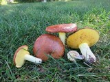 Suillus brevipes image