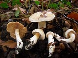 Cortinarius emollitus image