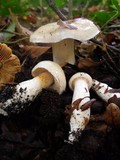 Cortinarius emollitus image