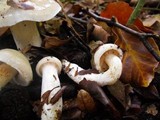 Cortinarius emollitus image