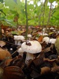 Cortinarius emollitus image