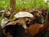Cortinarius emollitus image