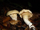 Cortinarius emollitus image