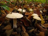 Cortinarius emollitus image