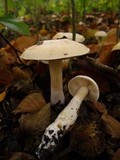 Cortinarius emollitus image