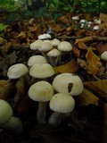 Cortinarius emollitus image