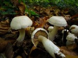 Cortinarius emollitus image