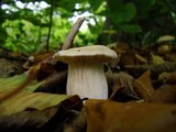 Cortinarius emollitus image
