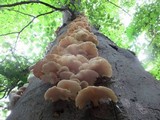 Pleurotus pulmonarius image