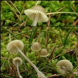 Mycena chlorantha image