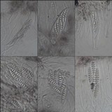 Glyphis cicatricosa image
