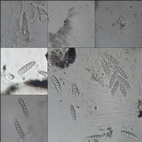 Glyphis cicatricosa image