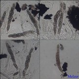 Hysterium angustatum image