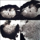 Acrocordia gemmata image