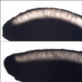 Porpidia macrocarpa f. macrocarpa image