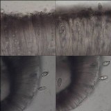 Porpidia macrocarpa f. macrocarpa image