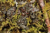 Leptogium corticola image