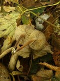 Marasmius wynneae image