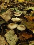 Marasmius wynneae image