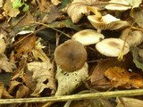 Marasmius wynneae image