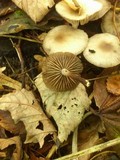 Marasmius wynneae image