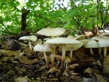 Marasmius wynneae image