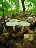 Marasmius wynneae image