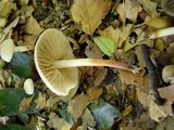 Marasmius wynneae image