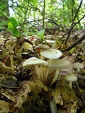 Marasmius wynneae image