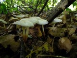 Marasmius wynneae image