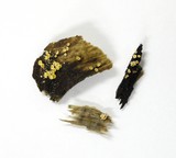 Dasyscyphus bicolor image