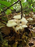 Marasmius wynneae image