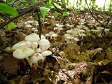 Marasmius wynneae image