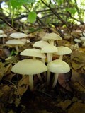 Marasmius wynneae image