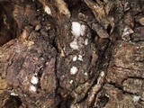 Propolis leonis image