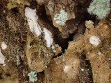 Propolis leonis image