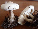 Melanoleuca verrucipes image