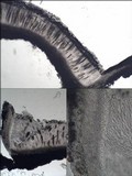 Thelotrema lepadinum image